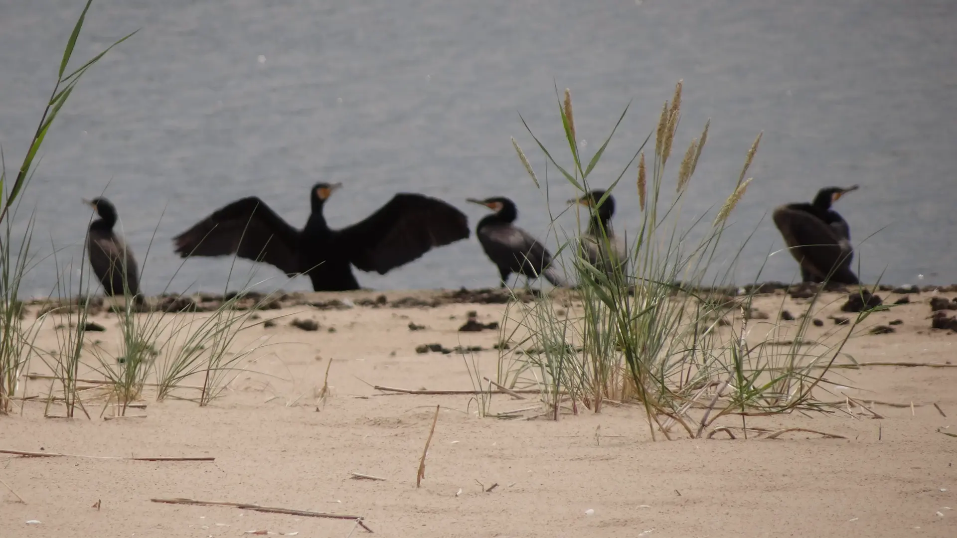 Zdjęcie przedstawiające 5 kormoranów siedzących za wydmą na plaży